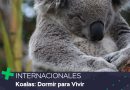 Koalas: Dormir para Vivir