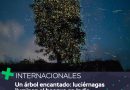 Un árbol encantado: luciérnagas iluminan el bosque en la India