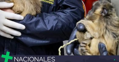 RESCATAN A TRES MONOS VÍCTIMAS DEL TRÁFICO ILEGAL EN UN OPERATIVO INTERINSTITUCIONAL EN ASUNCIÓN