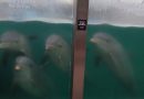 Denuncian presunto maltrato a delfines del ex Acuario Mar del Plata